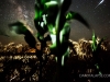 Milky Way and Corn