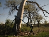 Stage Zero Dolly setup in South Dakota